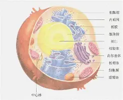 乌克兰队突围晋级,成为亮点球队(乌克兰队突围晋级,成为亮点球队怎么办) 乌克兰队突围晋级,成为亮点球队(乌克兰队突围晋级,成为亮点球队怎么办)